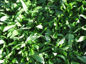 Te Aute Plantain and clover June 2012