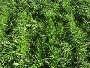 Te Aute Plantain, clover and rye June 2012 (2)