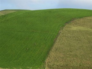 Te Aute Plantain, rye and clover June 2012 (2)