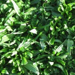 Te Aute Plantain and clover June 2012