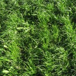 Te Aute Plantain, clover and rye June 2012 (2)