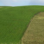 Te Aute Plantain, rye and clover June 2012 (2)